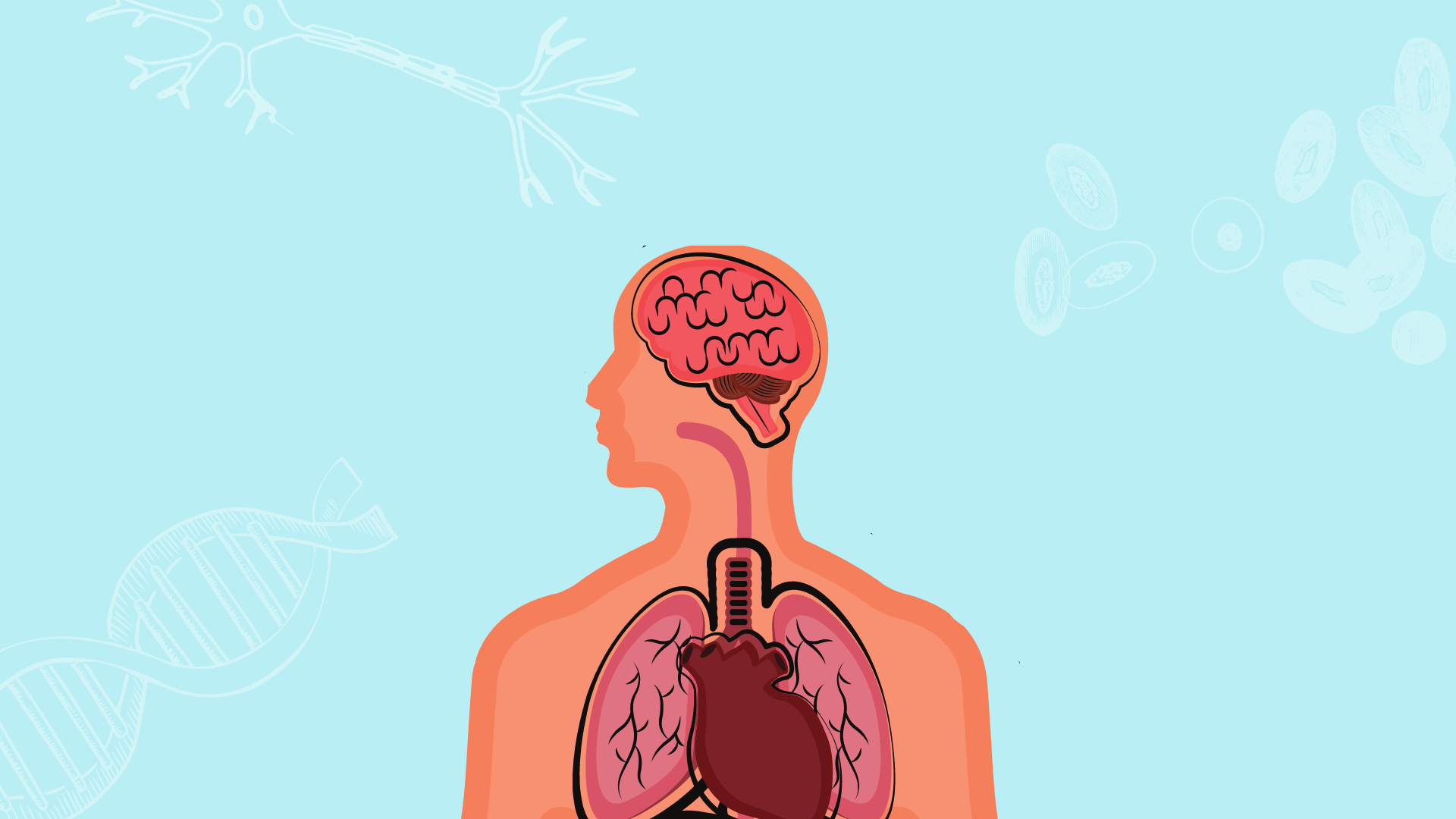 Anatomy of Musculoskeletal 
